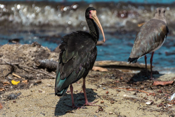 Black bird with a big beak standing near a lake, in Florianopolis, Brazil.