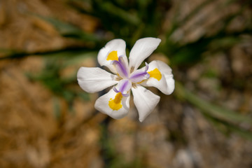 A single white flower in garden