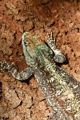tree agama acanthocerus atricollis in Kruger national park in South Africa