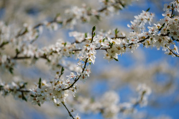 White Mirabelle plum tree in spring