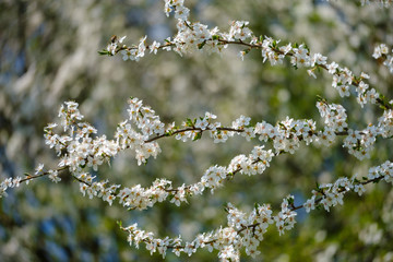 White Mirabelle plum tree in spring