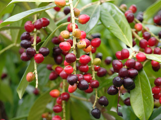 Obraz premium Le Laurier-cerise (Prunus laurocerasus) avec ses grappes de fruits ou drupes rouges, devenant noires à maturité