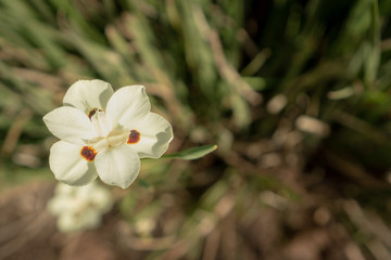 A single white flower in garden