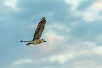 Exotic bird flying free against a blue sky with white clouds.