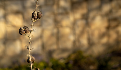 Dry leaves on a twig