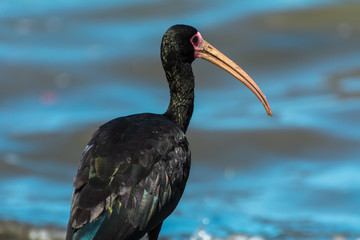 Black bird with a big beak standing near a lake, in Florianopolis, Brazil.