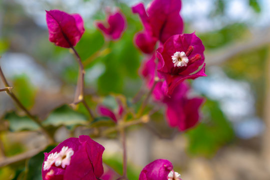 pretty bougainvillea flower,