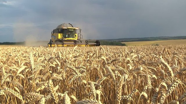 Harvester machine working to harvest wheat field
