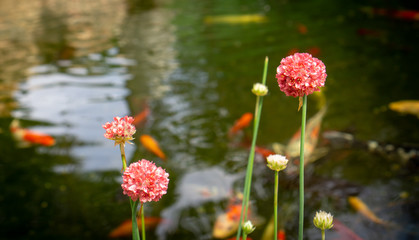 red flowers in the garden with koi fish pond in the background