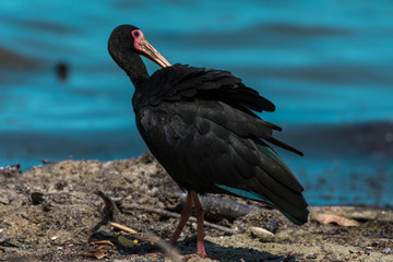 Black bird with a big beak standing near a lake, in Florianopolis, Brazil.