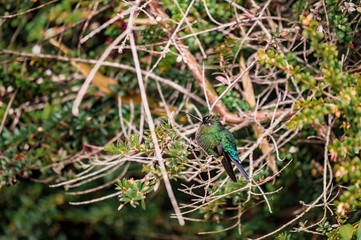 Fototapeta premium Colibri