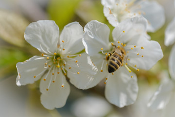 White spring cherry blossom