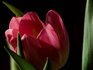 Still Life Tulip