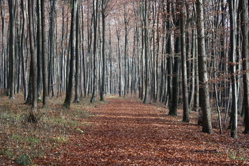 Waldweg