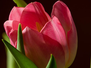 Still Life Tulip