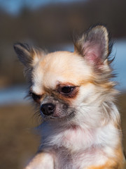 Portrait of long-haired color sable Chihuahua dog.