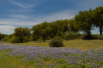 Bluebonnets in a field and tree lined background with blue sky