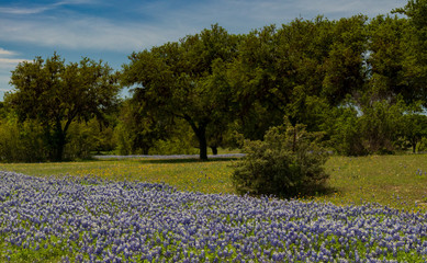 Bluebonnets in a field and tree lined background with blue sky