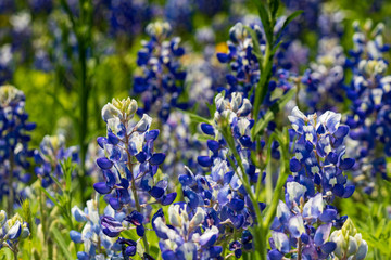 Obraz premium Bluebonnets in a field