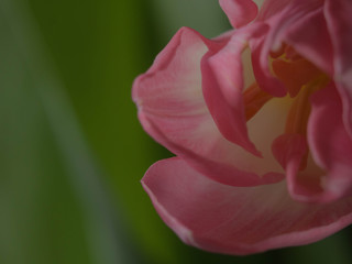 Fototapeta na wymiar Spring decoration, tulips blurred, soft mist, postcard