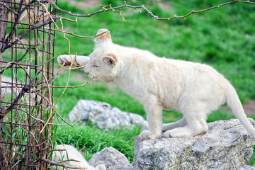 Fototapeta premium Small Baby White Lion Panthera Leo Krugeri Playing with Branch