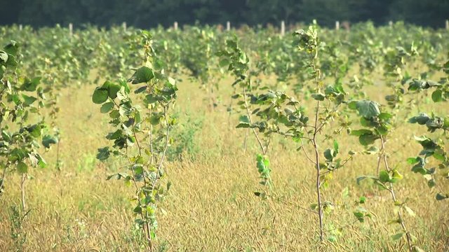 Row of hazelnut trees in orchard