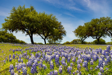 Bluebonnets in a field and tree lined background with blue sky