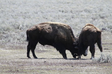 Bison Buffalo