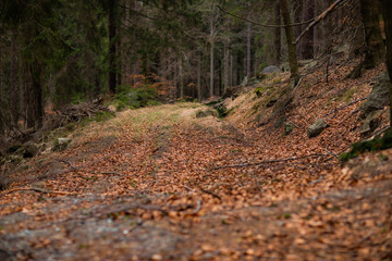 Ścieżka leśna