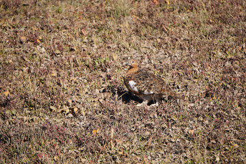 Willow Ptarrmigan official state bird of Alaska