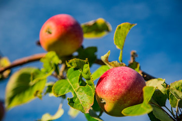 Apples ready to reap