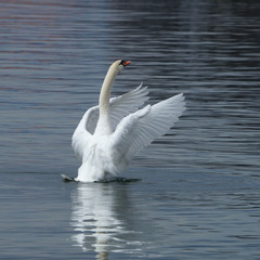 Obraz premium Schwan