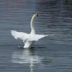 Fototapeta premium Schwan