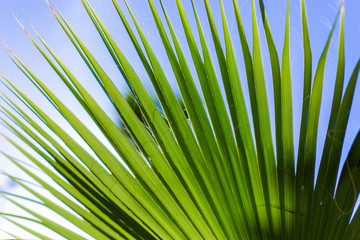 Palm leaf