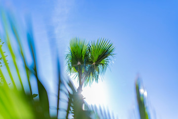 Palm tree in the sky