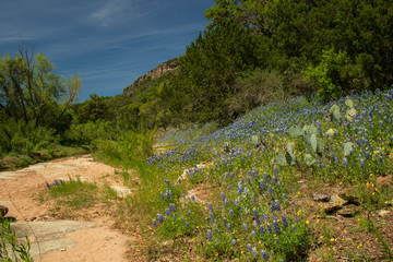 Fototapeta na wymiar Texas hillcountry Bluebonnets and trees in background