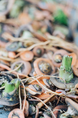 Harvest. Carrot peelings close up in the garden. Nature background