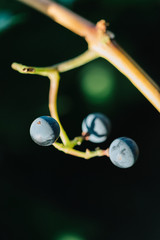 Branches of red wine grapes growing. Close up view of fresh red wine grape. Vineyard view with big red grape growing. Ripe grape growing at wine fields. Natural grapevine