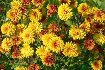 Orange chrysanthemums flowers bloom in the garden