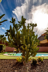 Cactus below the clouds