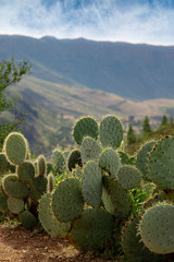 Cactus in landscape