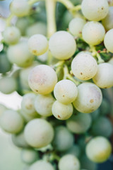 White wine grapes on tree with branch and green background. Close up view of fresh white wine grape