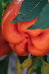 Red bell pepper in the garden