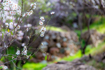 Almond in bloom