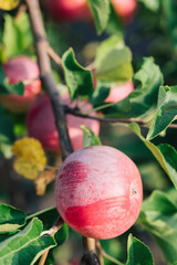 Apple on the tree. Ripe apples. Red apples on the tree in the garden. Harvest apple. Close up
