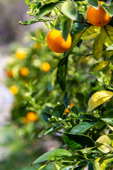 Fresh oranges