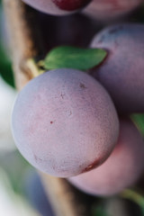 Closeup of delicious ripe plums on tree branch in garden