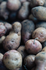 Harvest potato. Nature background. Close up