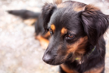 Puppy of black color, outdoors. Looking forward.