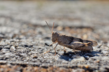 Insekt - Blauflügelige Ödlandschrecke
